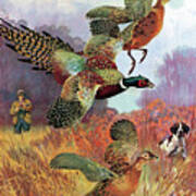 Pheasants On The Rise Art Print