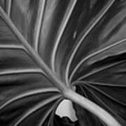 Philodendron Giganteum Art Print