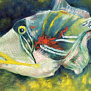Picasso Trigger Fish Art Print