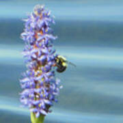 Pickerelweed Bumble Bee Art Print