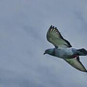 Pigeon In Flight Art Print