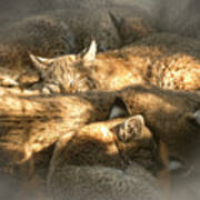 Pile Of Sleeping Bobcats Art Print