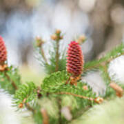 Pine Cones In Spring Time Art Print