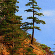 Pine Tree Along The Oregon Coast Art Print
