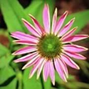 Pink And Green Zinnia Art Print