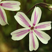 Pink And White Phlox Art Print