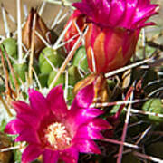 Pink Barrel Cactus Flowers Art Print