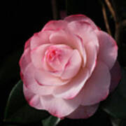 Pink Beauty Camellia Art Print