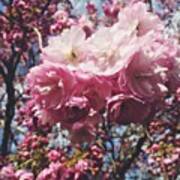 #pink #blossom #blossoms #blossomtree Art Print