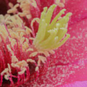 Pink Cactus Flower Up Close Art Print