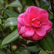 Pink Camelia 02 Art Print