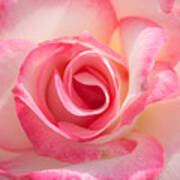 Pink Cotton Candy Rose Art Print