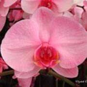 Pink Diamond Orchid Art Print