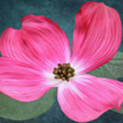 Pink Dogwood Blossom #2 Art Print