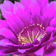 Pink Echinopsis Bloom Art Print