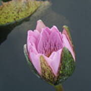 Pink Water Lily Just Opening   # Art Print
