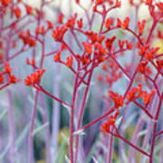 Red Kangaroo Paw Art Print