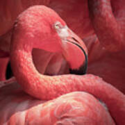 Pink Flamingo Fort Worth Zoo Art Print