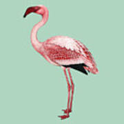 Pink Flamingo Isolated Art Print