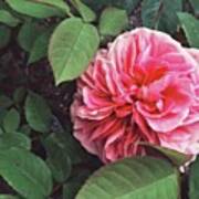 #pink #flowers #rose #english Art Print