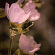 Pink Globemallow Wildflowers Art Print