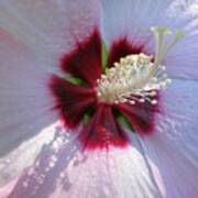 Pink Hibiscus Art Print