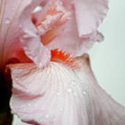 Pink Iris Study 14 Art Print