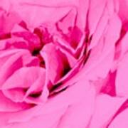 Pink Lady - The Last Rose-dedicated Art Print