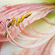 Pink Lily Macro Art Print