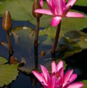 Pink Lotus Waterlilies Art Print