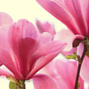 Pink Magnolias Art Print