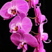 Pink Orchid With Black Background Art Print
