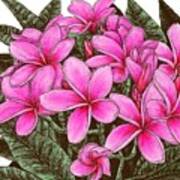 Pink Plumeria Flowers Art Print