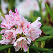Pink Rhodondendron Spring Flower Art Print