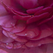 Pink Rose Petals Art Print