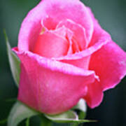 Pink Rosebud 1 Photograph by Teresa Mucha - Fine Art America