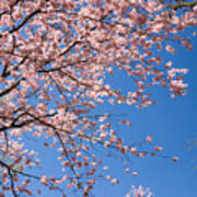 Pink Trees In Full Bloom In Spring Art Print