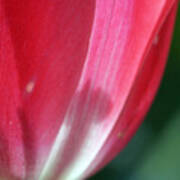 Pink Tulip Calyx 11 Art Print
