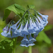 Pink Virginia Bluebells Or Virginia Cowslip Dspf0339 Art Print