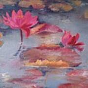 Pink Waterlilies Art Print