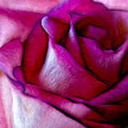 Pinked Rose Details Art Print