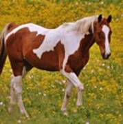 Pinto Horse In Wild Flowers Art Print