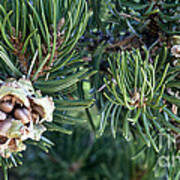Pinyon Pine Cones And Nuts Art Print