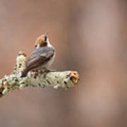 Please Stop The Rain - Brown-headed Nuthatch Art Print