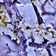 Plum Blossoms In Snow Art Print