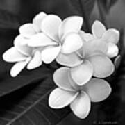 Plumeria - Black And White Art Print