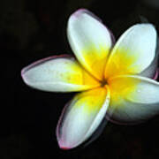 Plumeria In Water Art Print