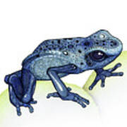 Poison Dart Frog Art Print