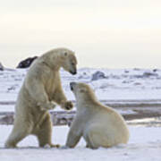 Polar Bear Play-fighting Art Print