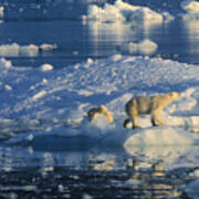 Polar Bear And Cubs On Ice Art Print